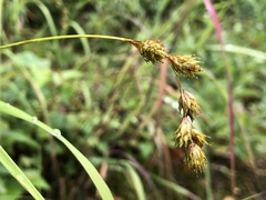 Carex praticola