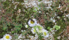 Euodynerus nipanicus