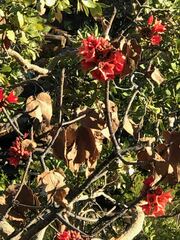 Brachychiton viscidulus