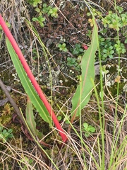 Rumex arcticus