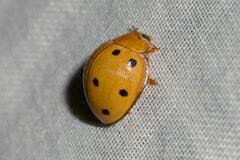 Microcaria mulsanti