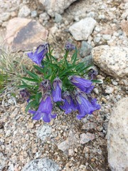 Campanula dasyantha