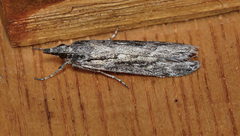 Scoparia plagiotis