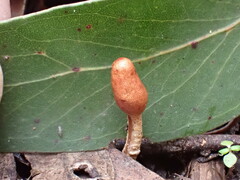 Cordyceps meneristitis