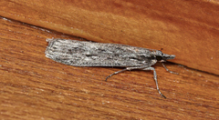 Scoparia plagiotis
