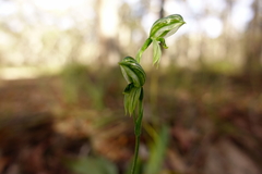 Pterostylis chlorogramma