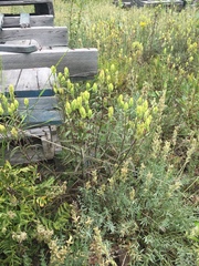 Castilleja pallida yukonis
