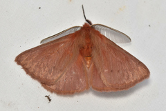 Pterolocera rubescens