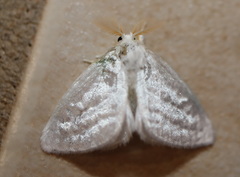 Euzora collucens