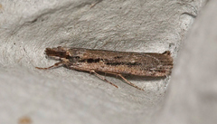 Scoparia meyrickii
