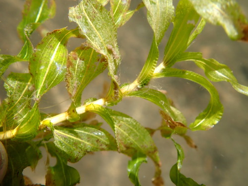 Richardson's pondweed (Potamogeton richardsonii)