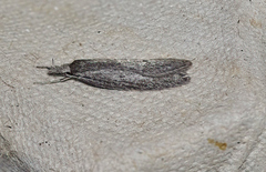 Phryganeutis cinerea