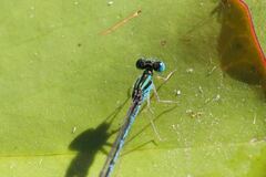 Austroagrion exclamationis