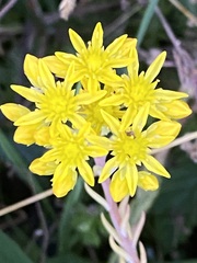 Petrosedum forsterianum