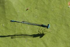 Austroagrion exclamationis