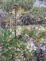 Anemonastrum sibiricum