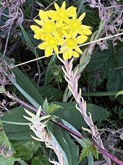 Petrosedum forsterianum
