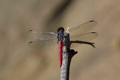 Orthetrum migratum