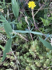 Petrosedum forsterianum