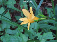 Hemerocallis hakuunensis