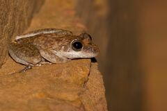Litoria coplandi