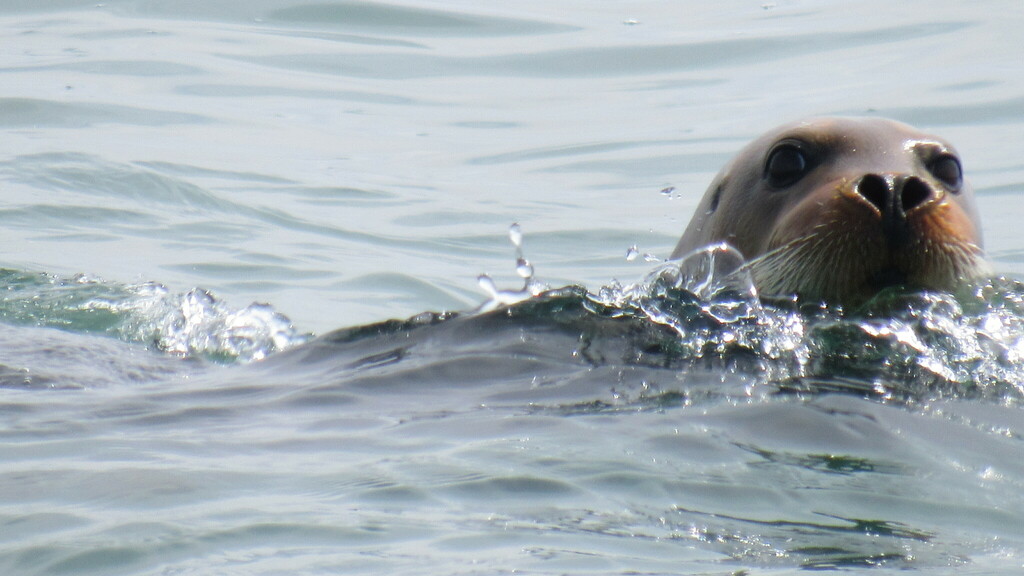 Pacific bearded seal