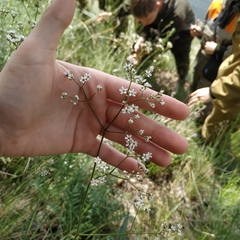 Gypsophila altissima