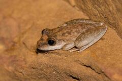 Litoria coplandi