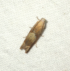 Eucosma conterminana