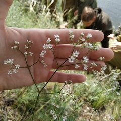 Gypsophila altissima