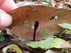 Geoglossum australe