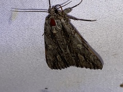 Catocala coccinata