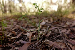Pterostylis chlorogramma
