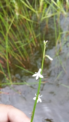 Lobelia dortmanna