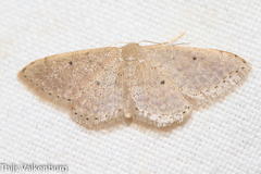Idaea obsoletaria