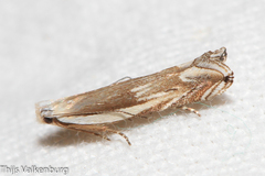 Pseudosophronia exustellus