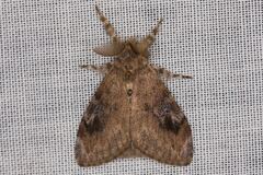 Orgyia papuana