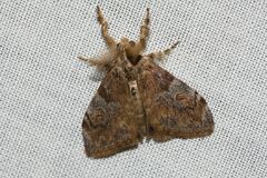 Orgyia papuana