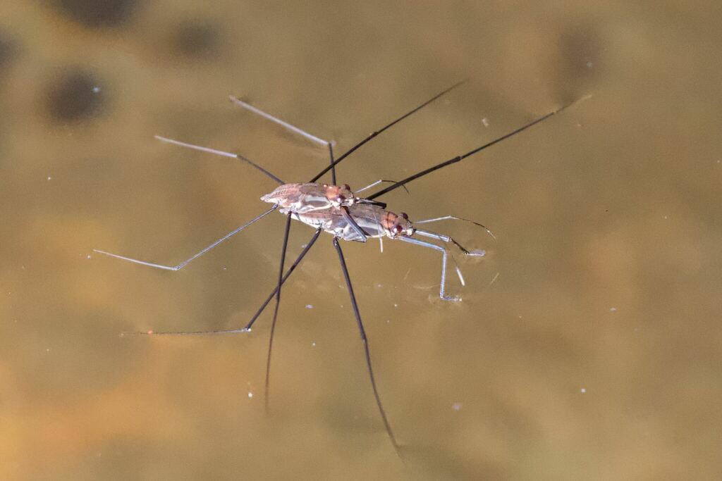 Tenagogerris pallidus