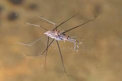 Tenagogerris pallidus
