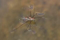 Tenagogerris pallidus