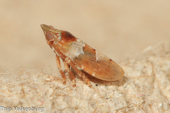 Tettigometra