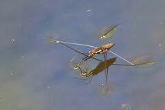 Tenagogerris