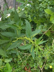 Urtica dioica