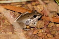 Litoria watjulumensis