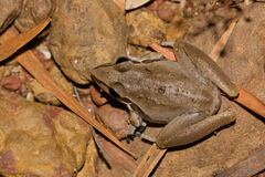 Litoria watjulumensis