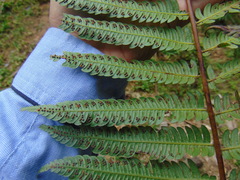 Cyathea divergens