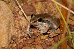 Litoria watjulumensis
