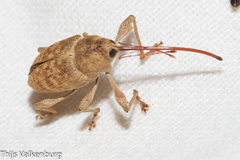 Curculio elephas