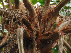 Cyathea divergens